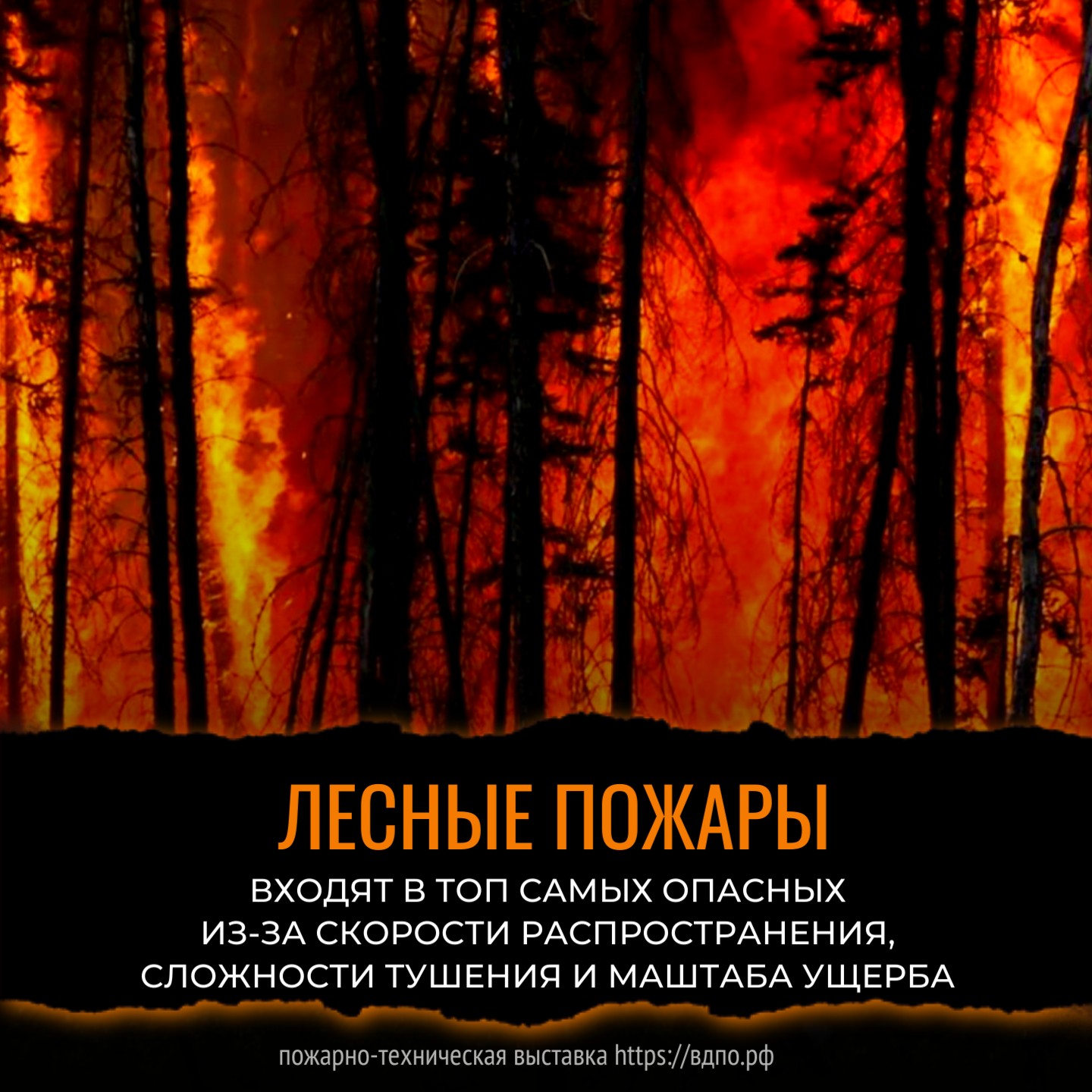 Почему лесные пожары входят в топ самых опасных. Это интересно! Интересные  (занимательные) факты о пожарных, спасателях, добровольцах на портале  ВДПО.РФ